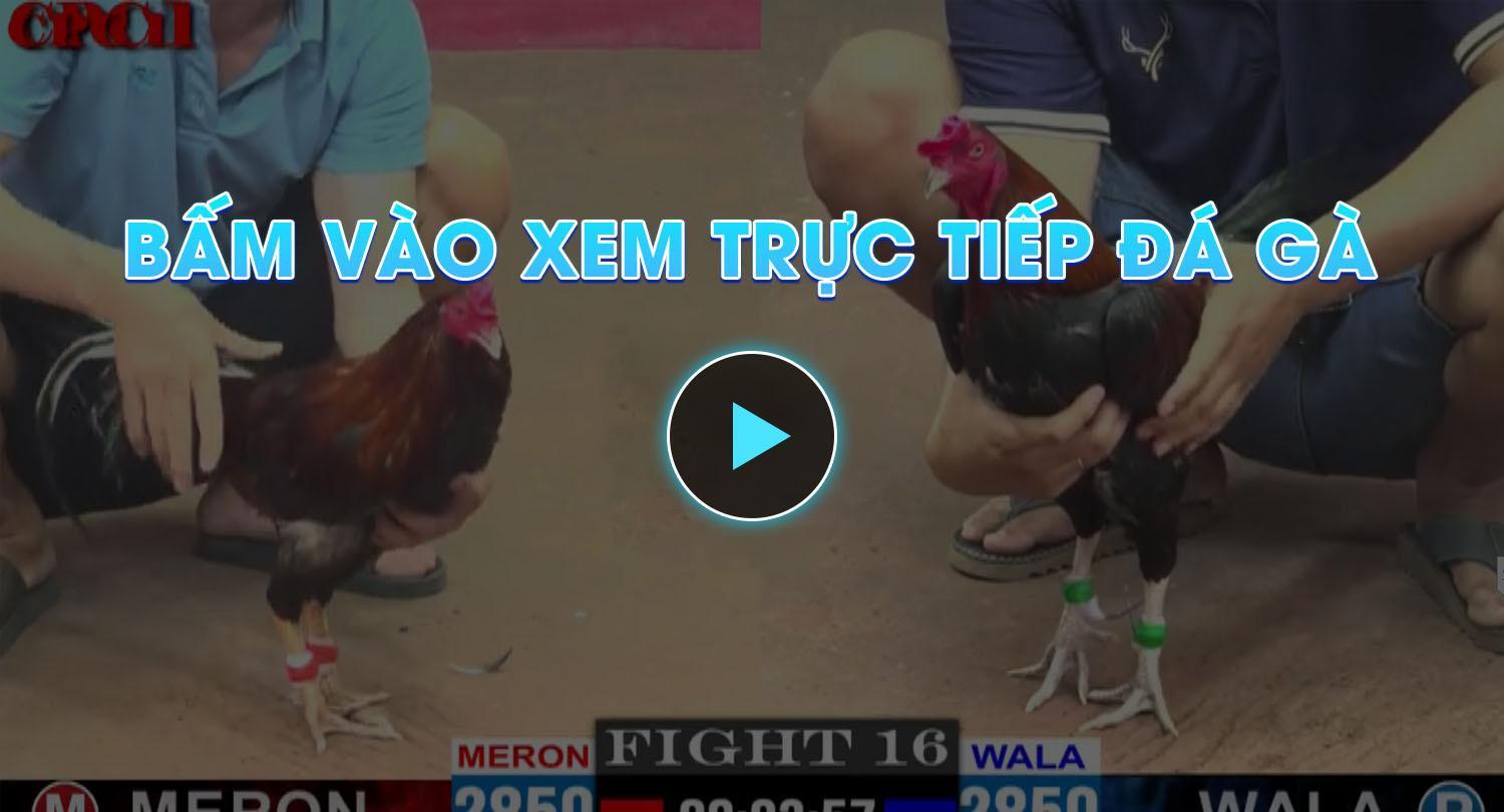 Bấm vào xem trực tiếp đá gà
