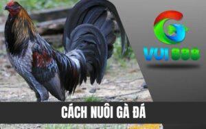 Cách Nuôi Gà Đá