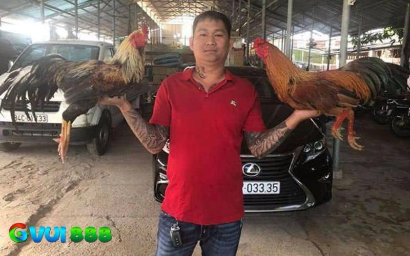 Mít Trà Cú so tài với Phúc Bình Dương ở trận gà 24 tỷ Mít Trà Cú so tài với Phúc Bình Dương ở trận gà 24 tỷ