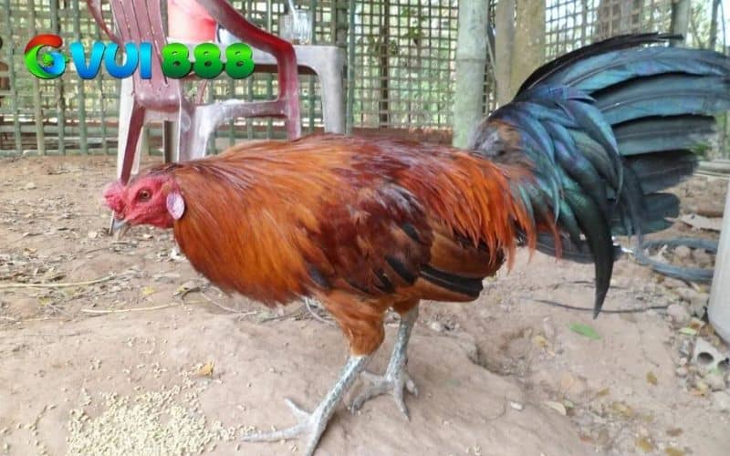Các chế độ ăn giành cho nuôi gà đá