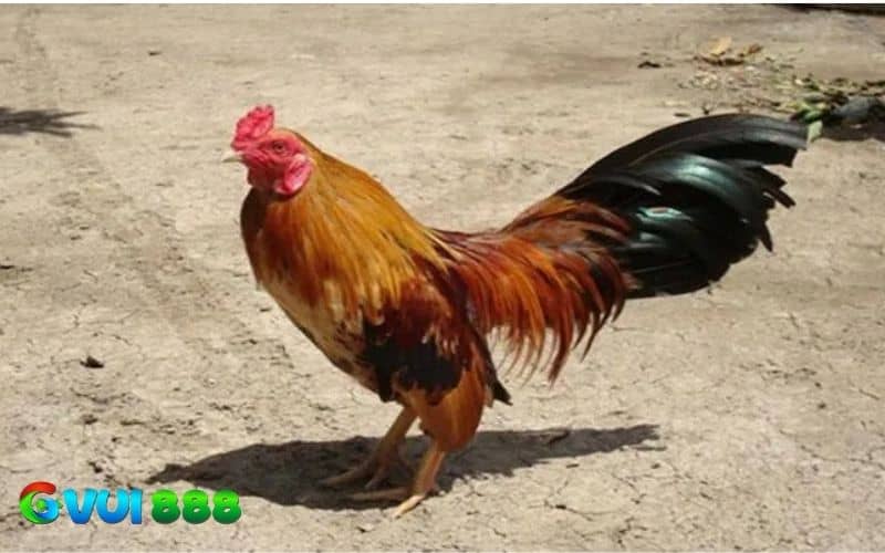 Các đặc điểm nhận biết gà Cuban