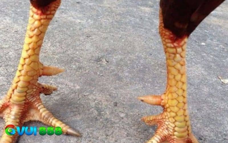 Các đặc điểm nhận dạng gà đá 3 hàng vảy Các đặc điểm nhận dạng gà đá 3 hàng vảy