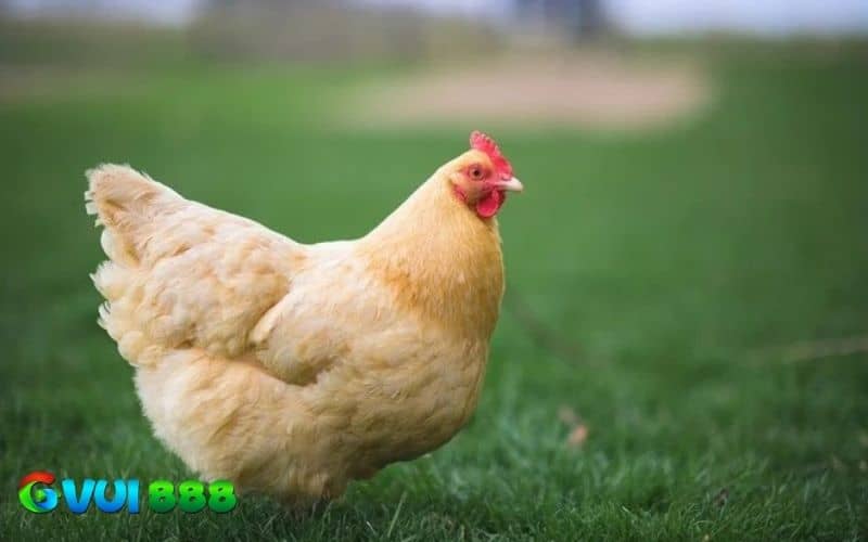 Các giống gà mái tốt bên nên lựa chọn để làm giống Các giống gà mái tốt bên nên lựa chọn để làm giống
