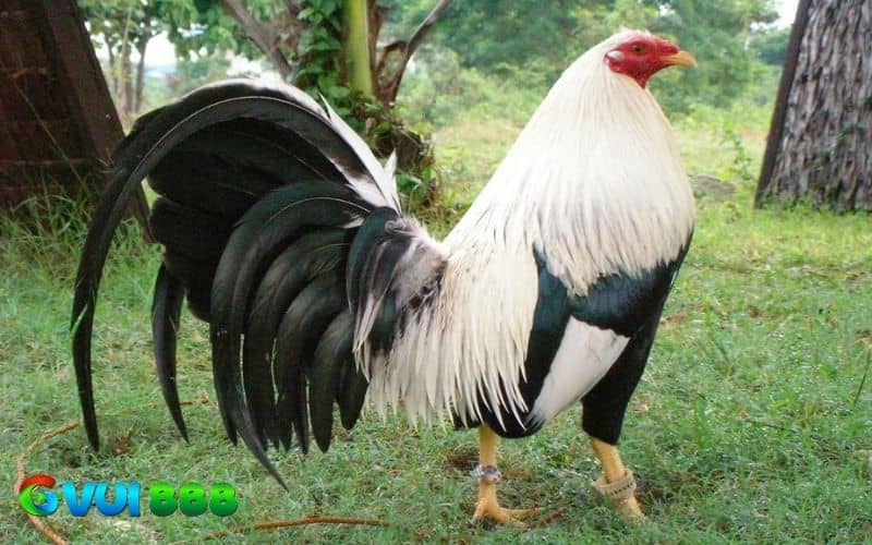 Các giống gà Peru hiện nay Các giống gà Peru hiện nay