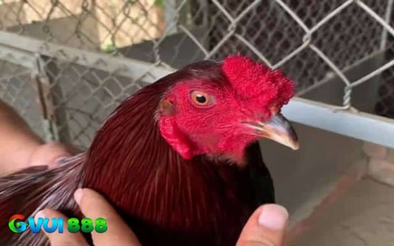 Các hình dạng thường thấy về gà mồng lỗ Các hình dạng thường thấy về gà mồng lỗ