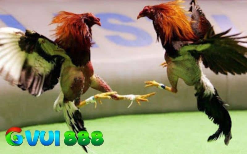 Các thuật ngữ đá gà cựa sắt là những từ ngữ được gọi tắt Các thuật ngữ đá gà cựa sắt là những từ ngữ được gọi tắt