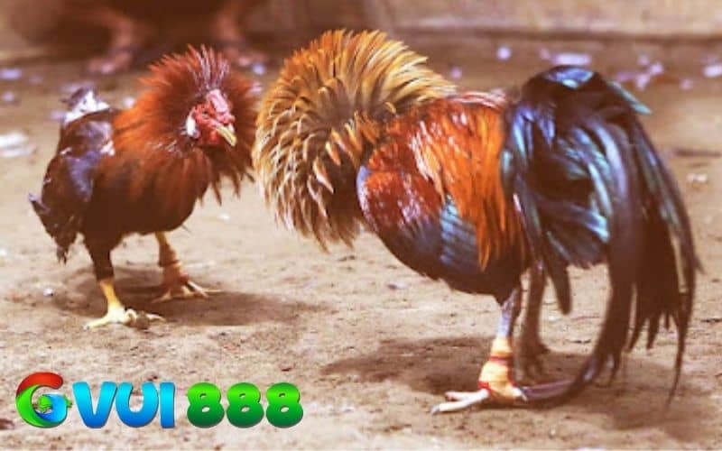Các thuật những đá gà cựa sắt trong đá gà mạng Các thuật những đá gà cựa sắt trong đá gà mạng