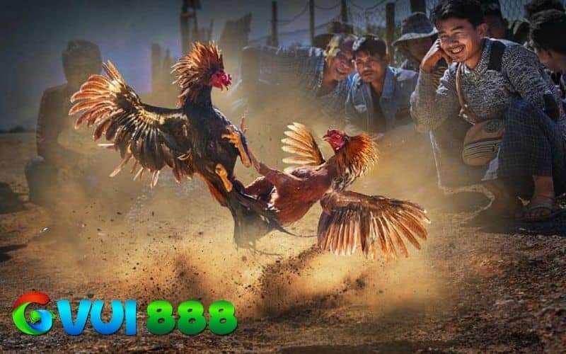 Các thuật ngữ trong đá gà cựa sắt khi thi đấu Các thuật ngữ trong đá gà cựa sắt khi thi đấu