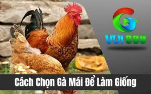 Cách Chọn Gà Mái Để Làm Giống