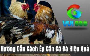 Cách Ép Cân Gà Đá Hiệu Quả