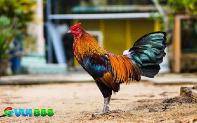 Cách ép cân gà hiệu quả cần có kế hoạch rõ ràng và chi tiết Cách ép cân gà hiệu quả cần có kế hoạch rõ ràng và chi tiết