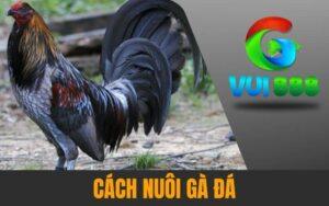 Cách Nuôi Gà Đá