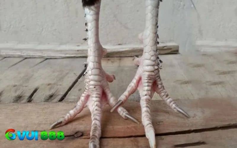 Có 3 yếu tố làm cho gà chân lông vảy loạn Có 3 yếu tố làm cho gà chân lông vảy loạn