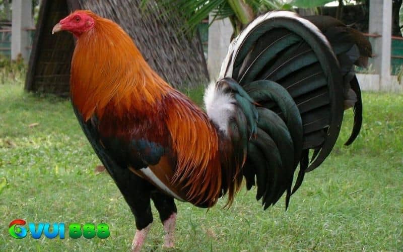 Đặc điểm nhận dạng gà Peru Đặc điểm nhận dạng gà Peru