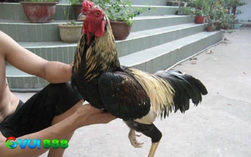 Ép cân giúp gà có lực đá mạnh, nhanh nhẹ và không kiệt sức khi thi đấu Ép cân giúp gà có lực đá mạnh, nhanh nhẹ và không kiệt sức khi thi đấu
