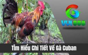 Gà Cuban