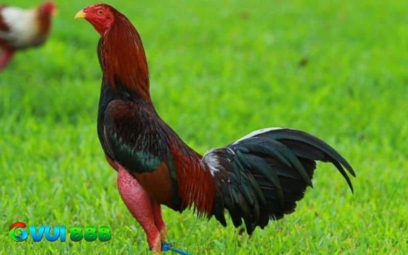 Gà Cuban có xuất xứ từ Cuba - quốc đảo vùng Caribe