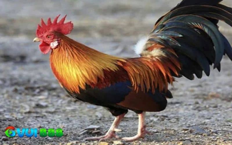 Gà Cuban tinh thần chiến đấu cao, thường ra những đòn đá hiểm