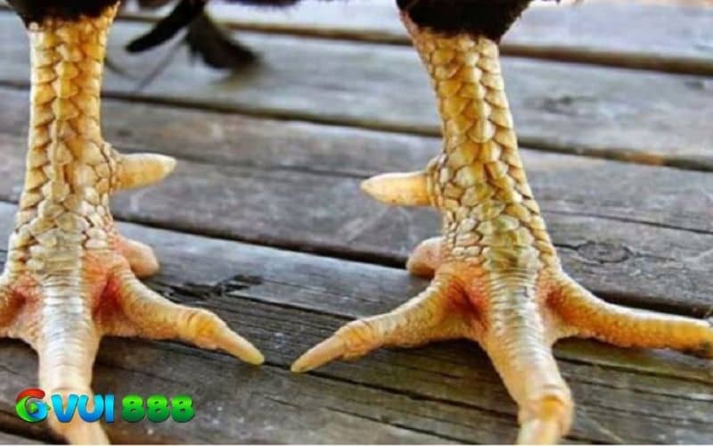Gà đá 3 hàng vảy nếu được tập luyện tốt sẽ đá hay Gà đá 3 hàng vảy nếu được tập luyện tốt sẽ đá hay