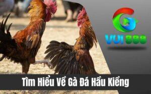 gà đá hầu kiềng
