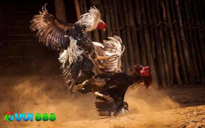 Gà đá hầu kiềng có nhiều ưu điểm khi tham gia trận đấu Gà đá hầu kiềng có nhiều ưu điểm khi tham gia trận đấu