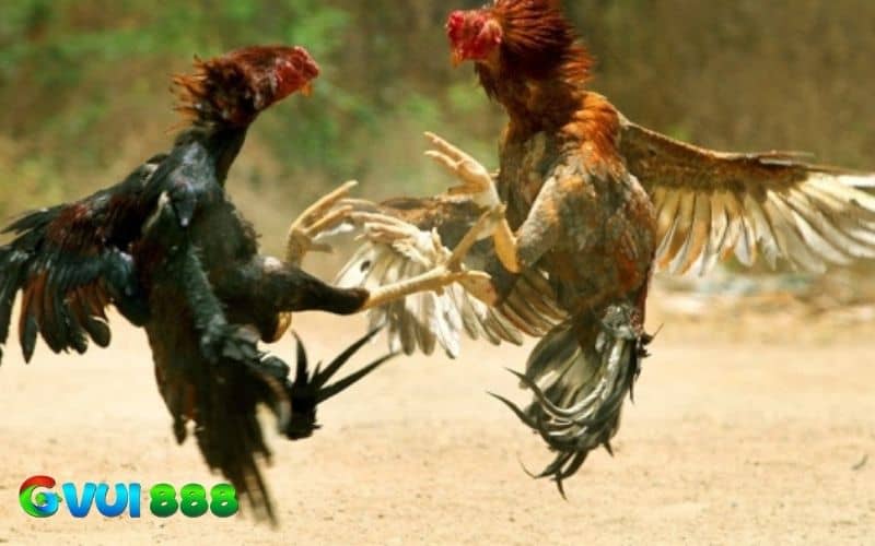 Gà đá hầu kiềng là lối đá hiếm, thường ra đòn vào những phần nội tạng Gà đá hầu kiềng là lối đá hiếm, thường ra đòn vào những phần nội tạng