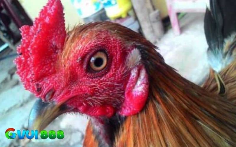 Gà mồng lỗ là do có nhiều nguyên nhân Gà mồng lỗ là do có nhiều nguyên nhân