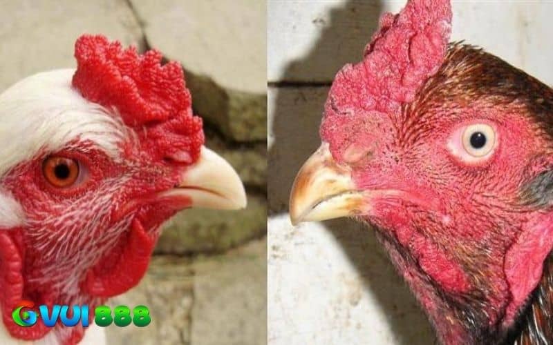 Gà mồng lỗ là phần mồng gà có lỗ thủng hoặc có lỗ nhỏ Gà mồng lỗ là phần mồng gà có lỗ thủng hoặc có lỗ nhỏ