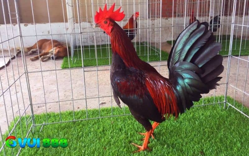 Gà tre Mỹ - Lai tạo độc đáo, màu lông quý hiếm Gà tre Mỹ - Lai tạo độc đáo, màu lông quý hiếm