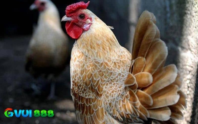 Gà tre Nhật (Chabo) - Chân ngắn, đuôi vểnh lạ mắt Gà tre Nhật (Chabo) - Chân ngắn, đuôi vểnh lạ mắt