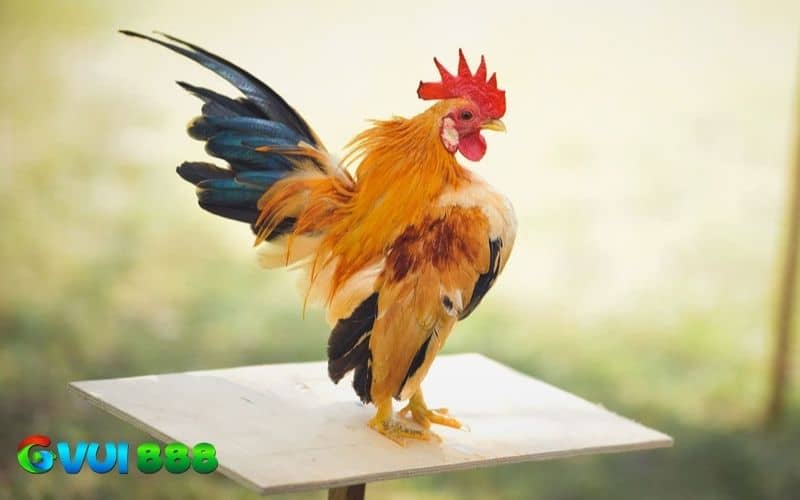 Gà tre Serama - Vua gà kiểng đến từ Malaysia Gà tre Serama - Vua gà kiểng đến từ Malaysia