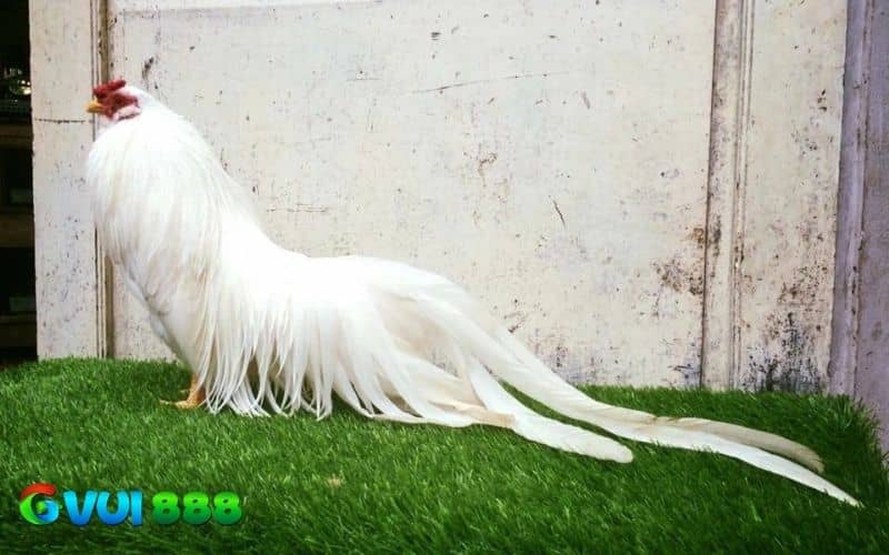 Gà tre Tân Châu - Quốc bảo gà cảnh Việt Nam Gà tre Tân Châu - Quốc bảo gà cảnh Việt Nam