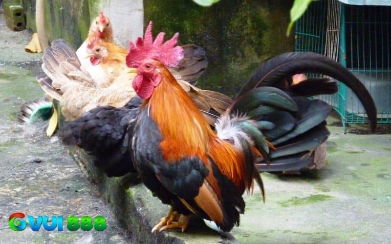 Gà tre Thái - Sắc vóc hài hòa, dễ nuôi Gà tre Thái - Sắc vóc hài hòa, dễ nuôi