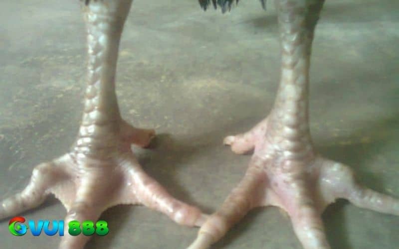 Gà vảy dép có các vảy sắp đều như mặt dép Gà vảy dép có các vảy sắp đều như mặt dép
