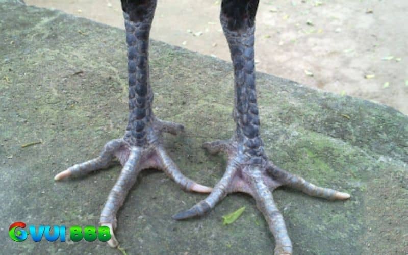 Gà vảy dép có giá trị kinh tế cao Gà vảy dép có giá trị kinh tế cao