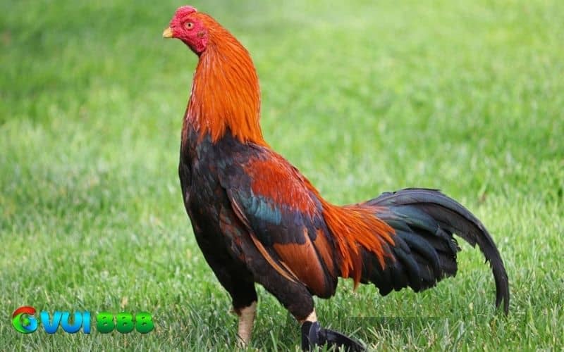 Giống gà Asil Giống gà Asil