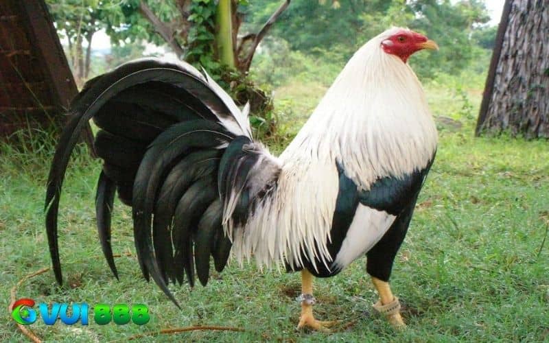 Giống gà Kelso Giống gà Kelso