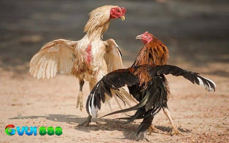 Hướng dẫn cách nhận biết gà đá hầu kiềng Hướng dẫn cách nhận biết gà đá hầu kiềng