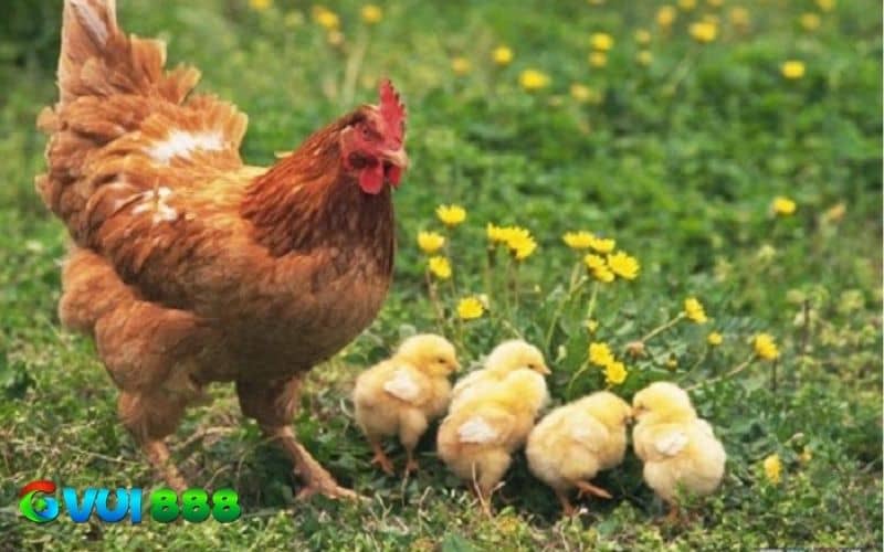 Khi chọn gà mái để làm giống sẽ tạo ra nhiều chiến kê bất bại Khi chọn gà mái để làm giống sẽ tạo ra nhiều chiến kê bất bại