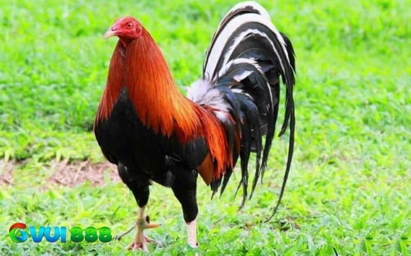 Nguồn gốc cùa gà Peru Nguồn gốc cùa gà Peru