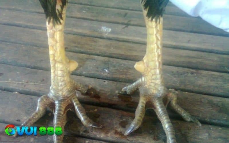 Những đặc điểm nhận biết gà vảy dép Những đặc điểm nhận biết gà vảy dép
