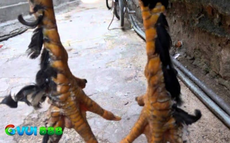 Những loại gà thường có chân vảy loạn Những loại gà thường có chân vảy loạn