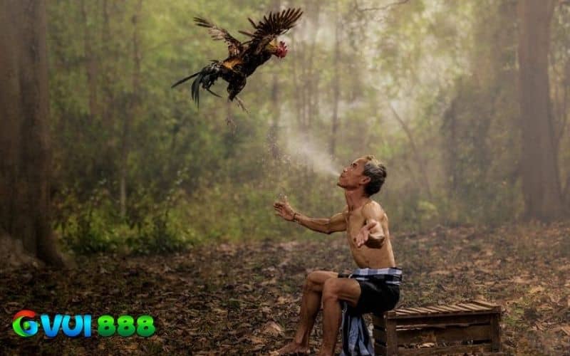 Phun rượu cho gà giúp da chắc khỏe và nhiều lợi ích khác Phun rượu cho gà giúp da chắc khỏe và nhiều lợi ích khác