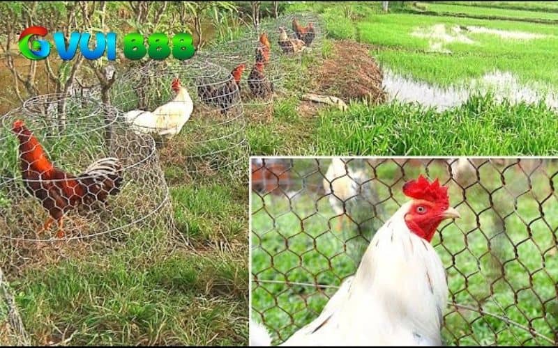 Tắm nắng cho gà thường xuyên