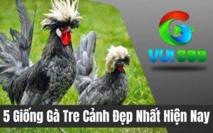 Top 5 Giống Gà Tre Cảnh