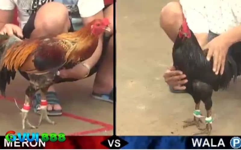 Trận gà 24 tỷ là trận đấu có mức tiền cược khủng nhất tại Thomo Trận gà 24 tỷ là trận đấu có mức tiền cược khủng nhất tại Thomo
