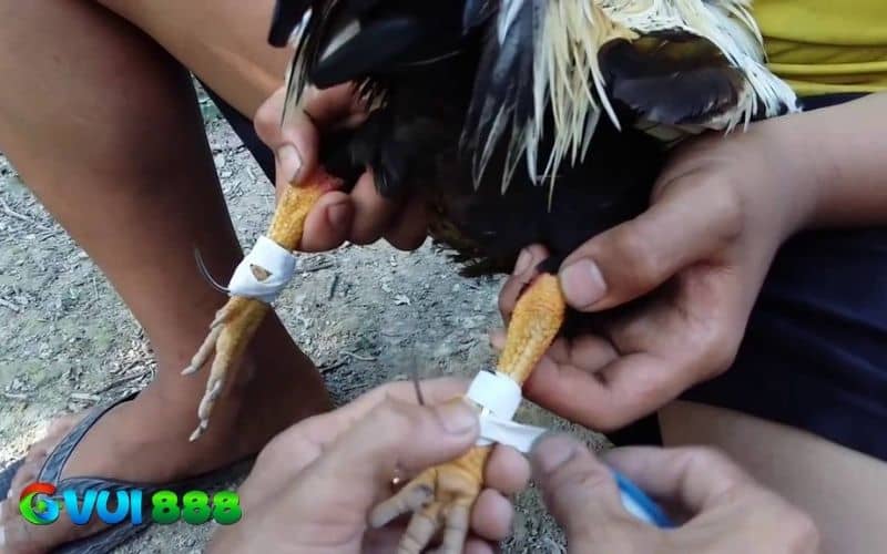 Băng cựa gà tre đúng cách sẽ có nhiều lợi thế tăng cơ hội chiến thắng Băng cựa gà tre đúng cách sẽ có nhiều lợi thế tăng cơ hội chiến thắng