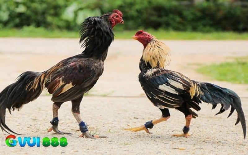 Bổ sung thêm thuốc giúp chiến kê có thể lực và ra đòn tốt Bổ sung thêm thuốc giúp chiến kê có thể lực và ra đòn tốt