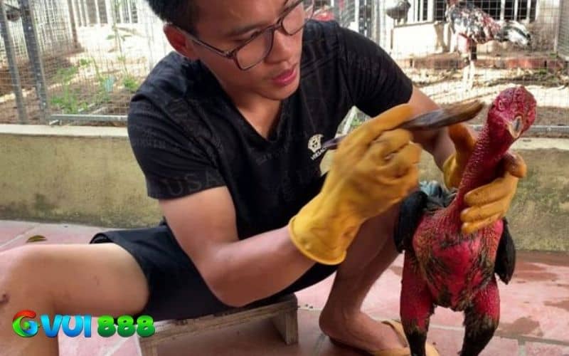Các bước vào nghệ cho gà chọi chuẩn Các bước vào nghệ cho gà chọi chuẩn
