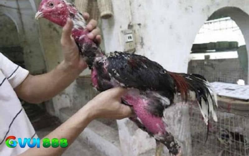 Cách làm cổ gà chọi to bằng cách tập luyện Cách làm cổ gà chọi to bằng cách tập luyện